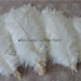 see more listings in the Ostrich Feather section