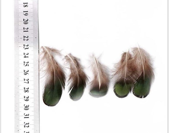 50 Pcs Lady Amherst Pheasant Tail Feathers Green Tip Pheasant Feather 2inch  