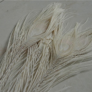 50 pcs off white  peacock feather for crafts hat decor Peacock Tail Eye Feathers for costumes decor