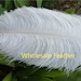 see more listings in the Ostrich Feather section