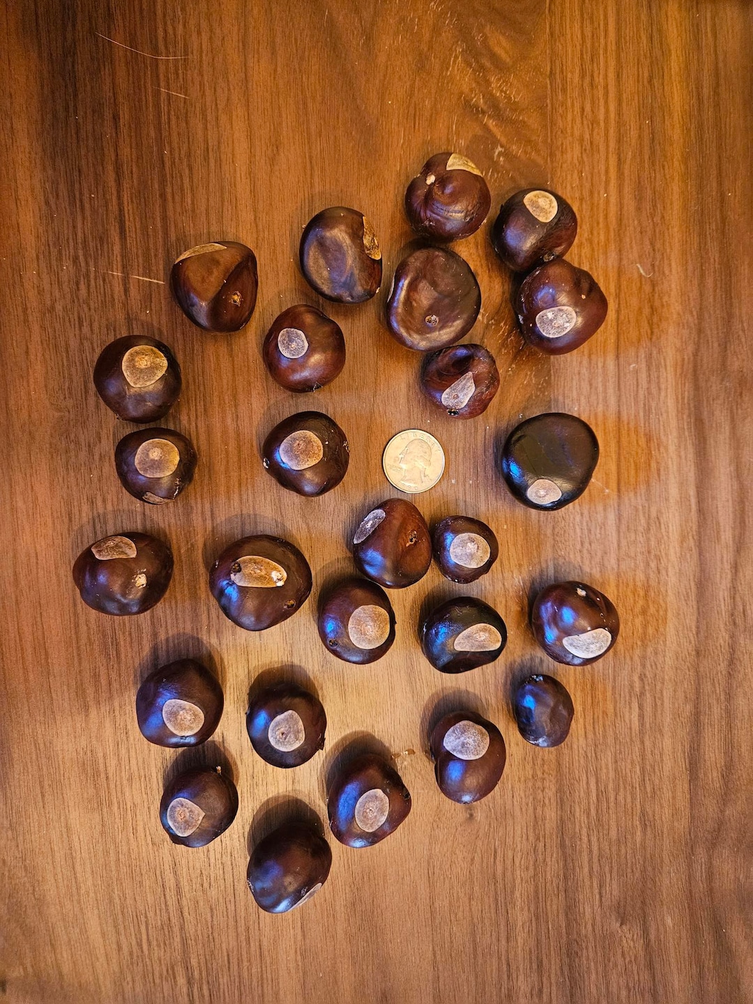 Real Buckeye Tree 25 Pre Drilled Buckeyes for Crafting / OSU Fans Etsy