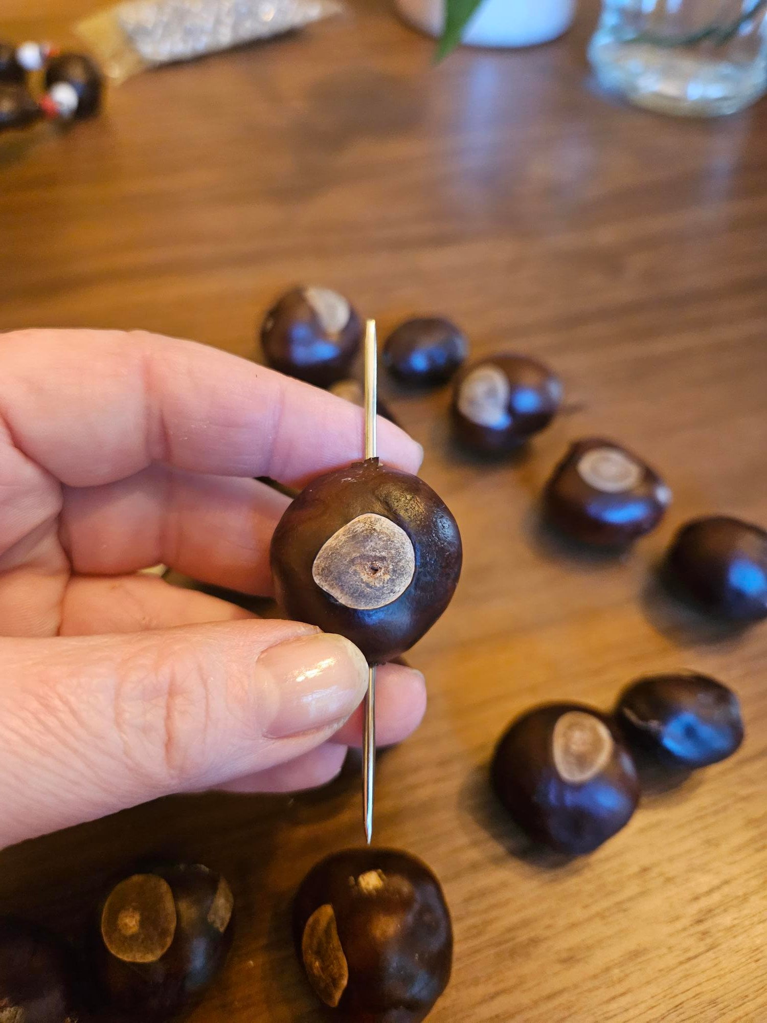 Real Buckeye Tree 25 Pre Drilled Buckeyes for Crafting / OSU Fans Etsy