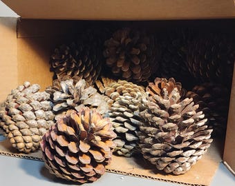 Monterey Pine Cones: 6 lbs Craft Supply (3x4 inches)