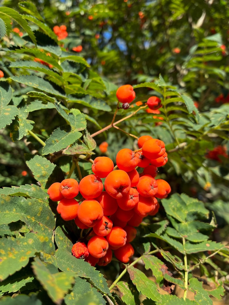 Organic Rowan Berries (Mountain Ash) - Free US Shipping