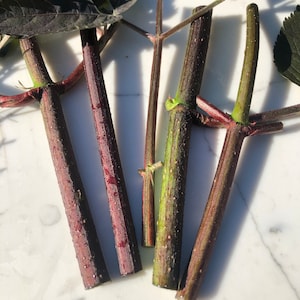 Organic Black Elderberry Cuttings - 6” long - 5 pack - FREE USPS shipping