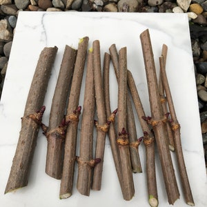 Organic Black Elderberry Cuttings - 6” long - 10 pack - FREE USPS shipping