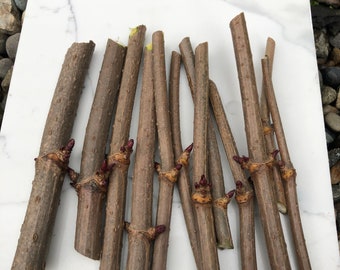 May include: A collection of brown wooden sticks with small red buds on them. The sticks are arranged in a fan shape on a white marble surface.