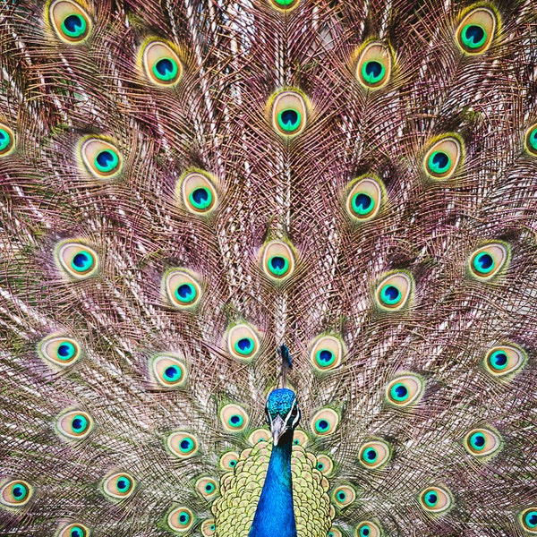 Instant Digital Download Fine Art Nature Photography Bird Photograph 'Peacock' Printable