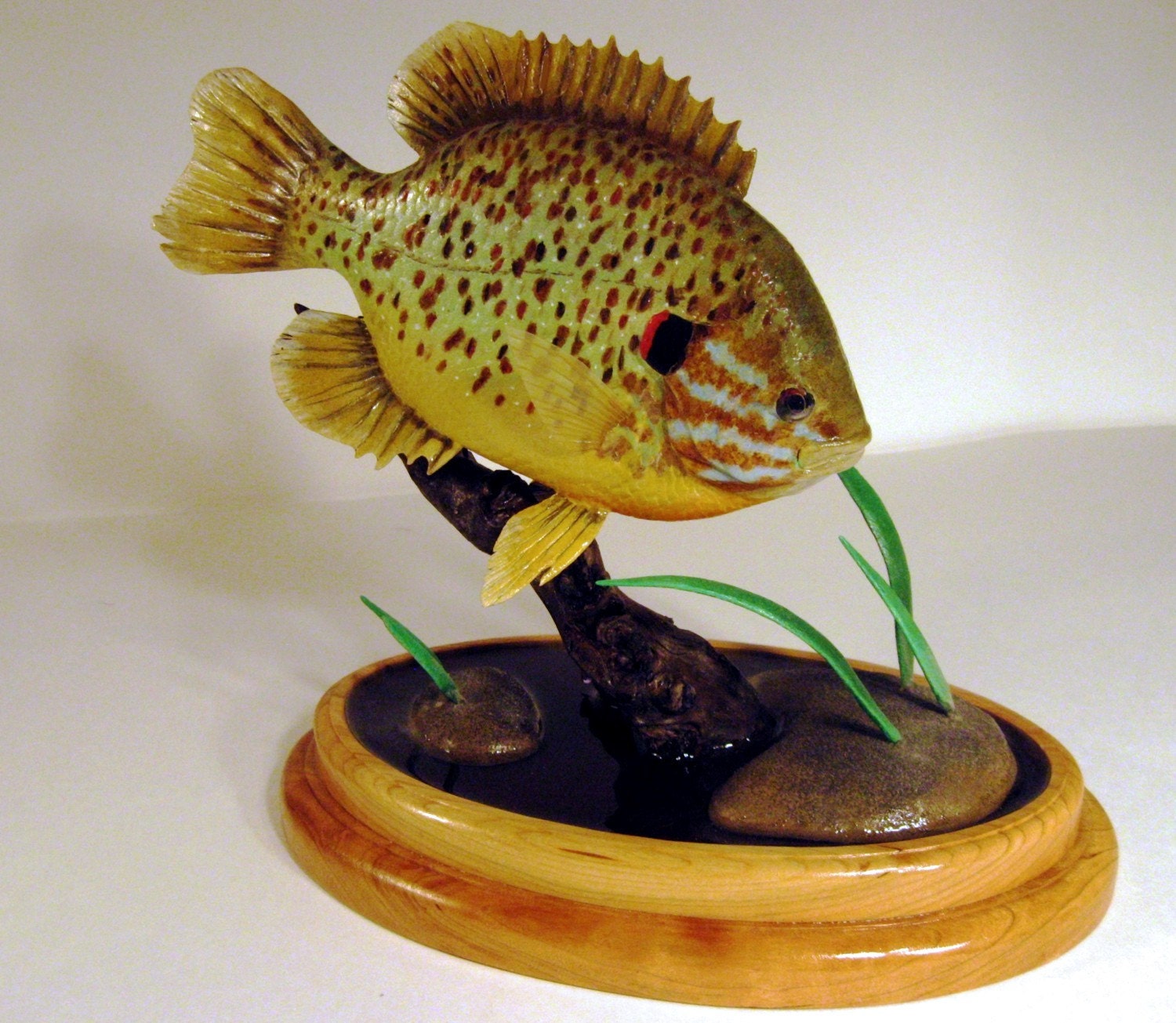 Pumpkin Seed Sunfish set in a distinctive walnut base with Etsy
