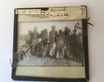 Old vintage black and white antique glass lantern slide photo flock of Australian Tern birds