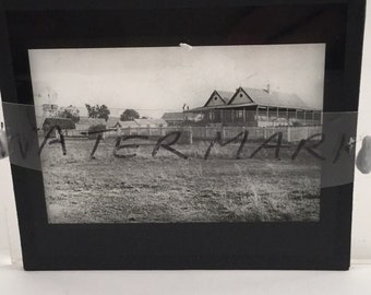 Old vintage black and white antique glass lantern slide photo flock of Australian Tern birds