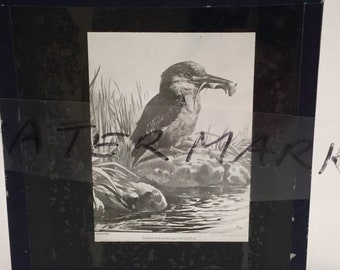 Old vintage black and white antique glass lantern slide photo flock of Australian Tern birds