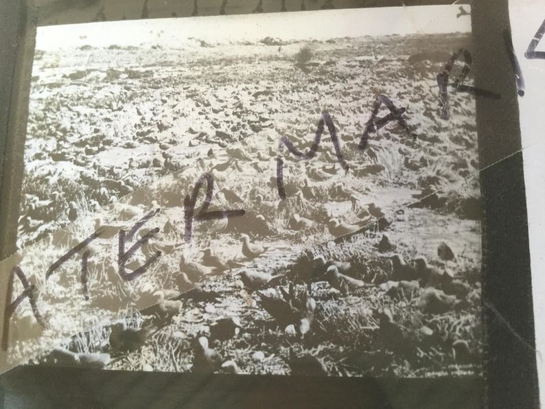 Old vintage black and white antique glass lantern slide photo flock of Australian Tern birds
