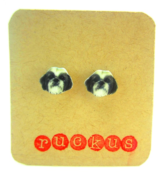 stud shih tzu near me