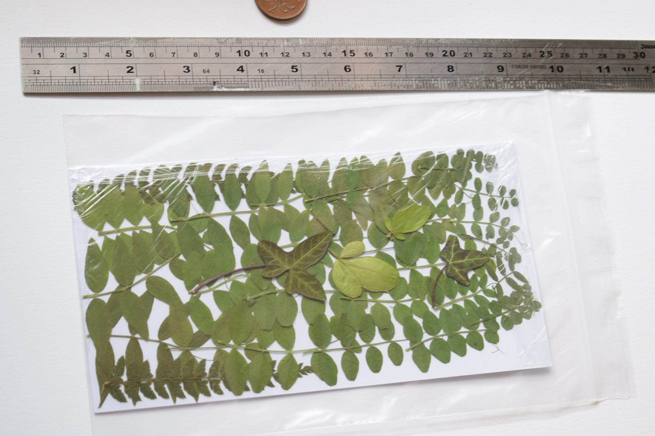 50 Pressed Leaves Green Flowers for Card Making Scrapbooking Etsy