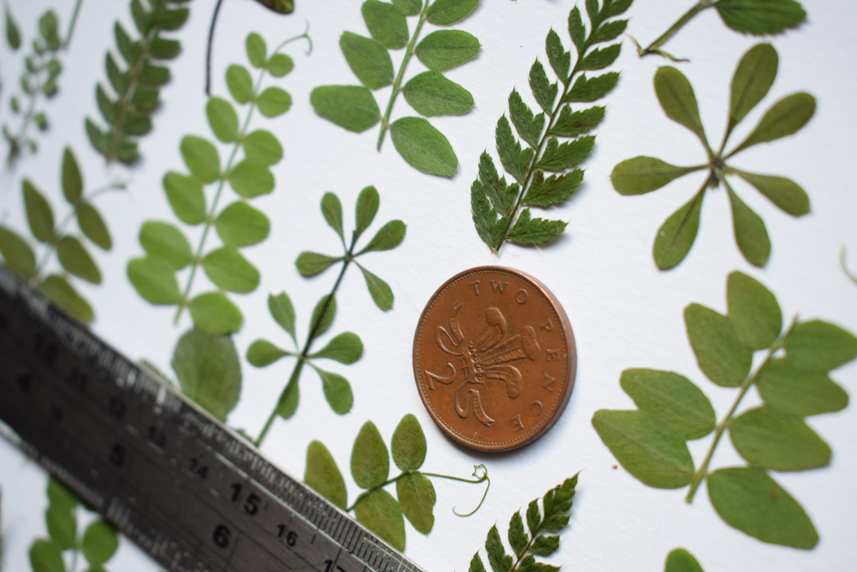 50 Pressed Leaves Green Flowers for Card Making Scrapbooking Etsy