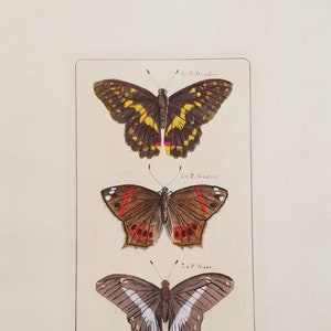 Antique Italian Hand Water Coloured Butterfly Antiquarian Print