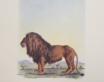 African Male Lion 11 3/4" x 15 3/4" Printed in Italy