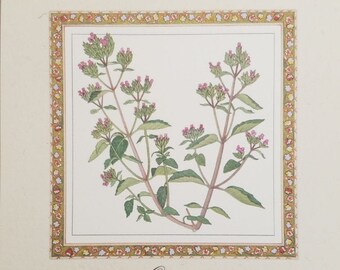 Origan Herb 6 1/4" x 6 1/4" Print Made in Italy