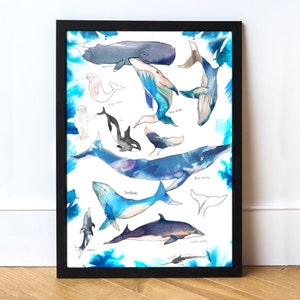 Whales of the World Watercolour A3 Art Print, Painting Art Print of Whales, Blue Whale, Beluga,  Narwhal, Humpback
