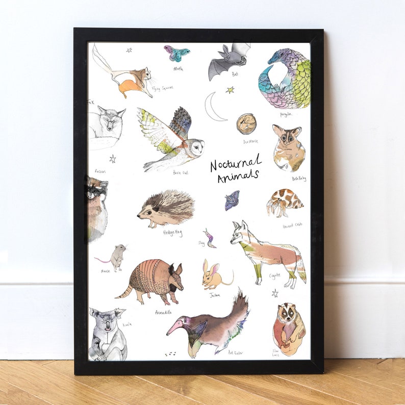 Nocturnal Animals A3 Art Print Nursery Animal Wall Art | Etsy