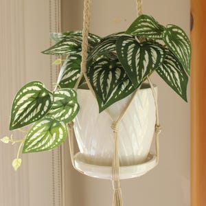 May include: A white ceramic planter with a green and white leafy plant hanging from a macrame plant hanger.