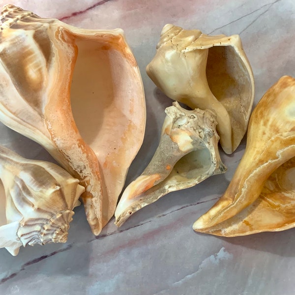 Shell Collector Etsy