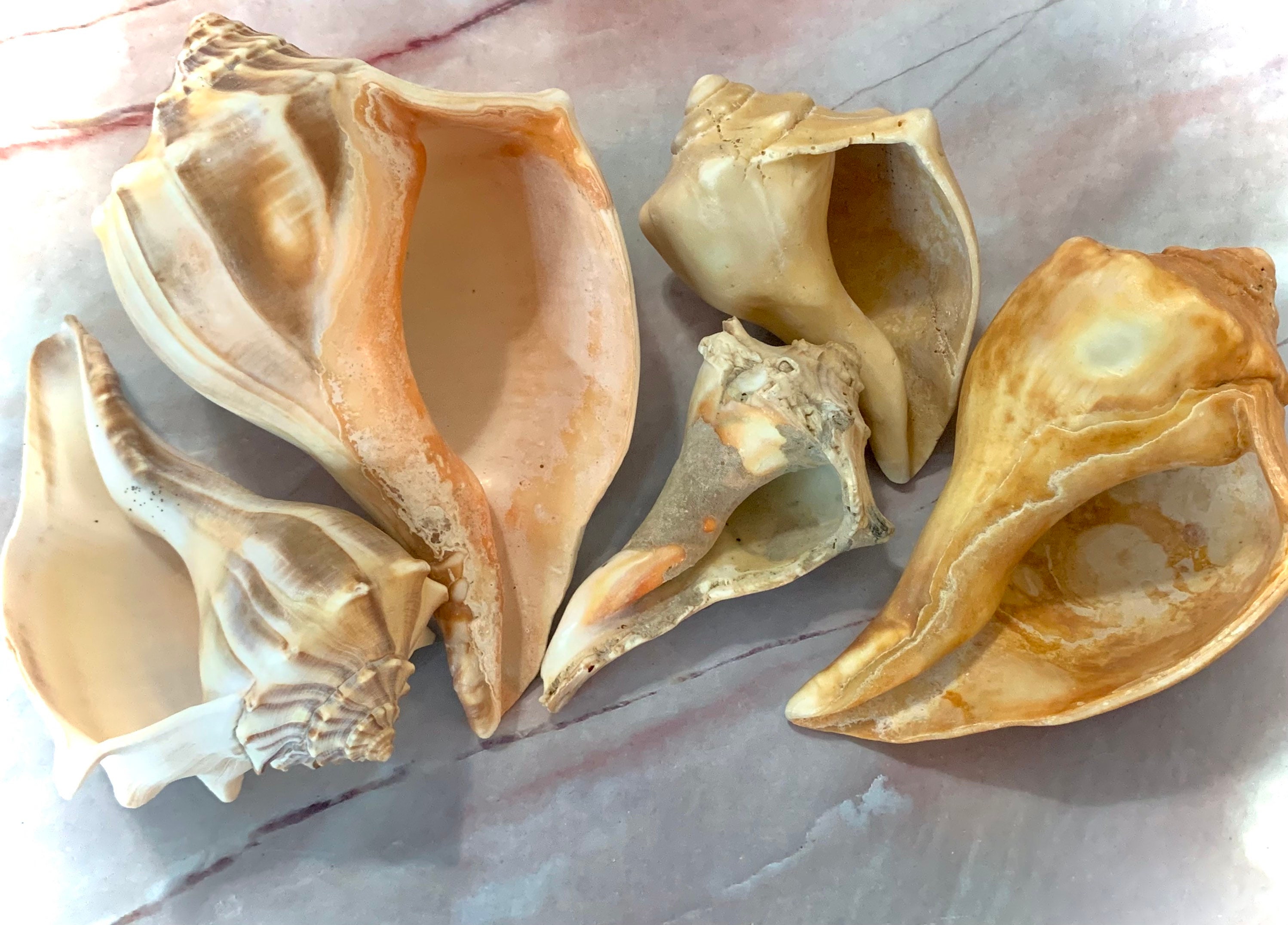 Large Atlantic Ocean WHELK Shell Carolina Beach Seashell Lightning Whelk  Knobbed Whelk Shell Collector Ethically Sourced 