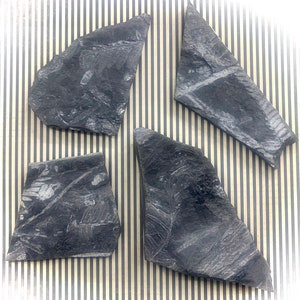 Natural Fern Fossil in Shale Matrix Slab | Fossilized Plant Specimen | Prehistoric Fossil Rock | Plant Fossil | Fossil Stone