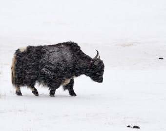 Yak, Tibet, 2019