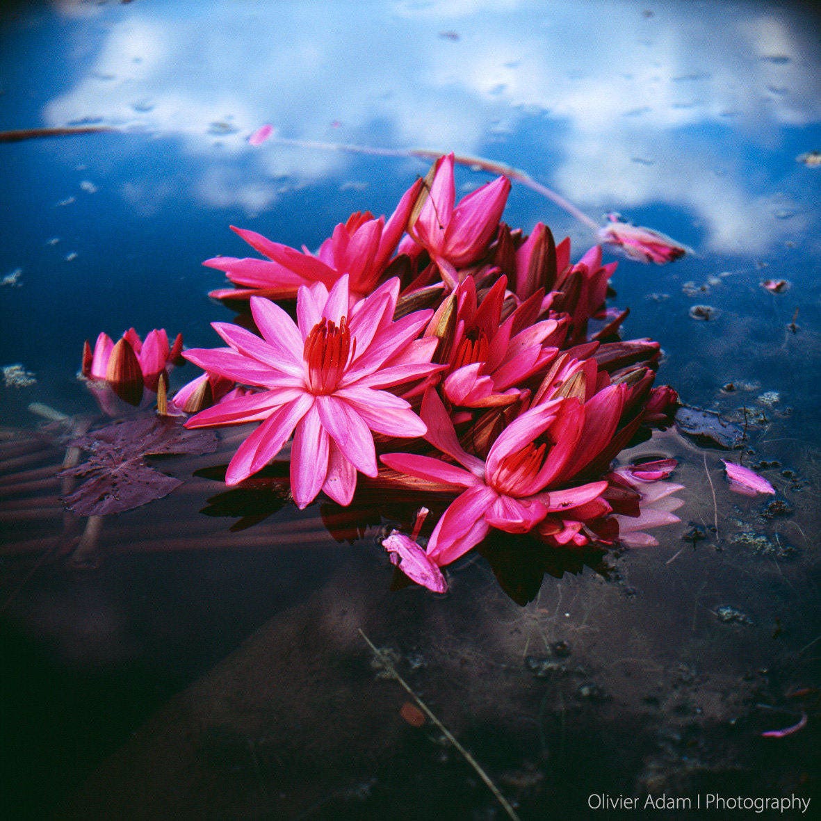 Lotus Flower Angkor Wat Cambodia 2007 - Etsy