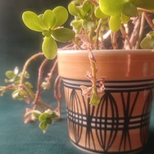 May include: A green succulent plant with long stems growing in a terracotta pot with a black and white geometric pattern. The pot has a glossy finish.