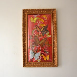 Marco de caja de mariposas japonesas, colección de decoración de gabinete de curiosidades
