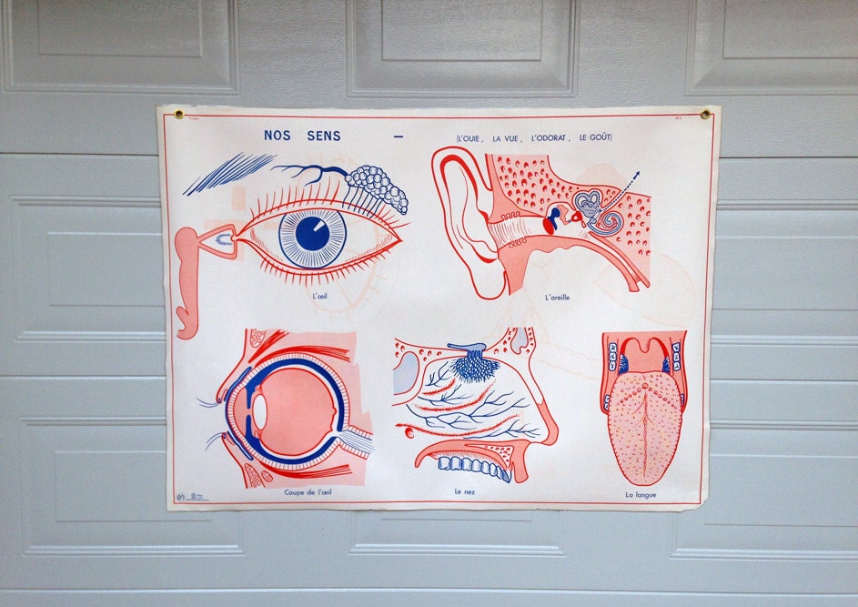 Affiche Pédagogique Vintage/Tableau Scolaire sur Le Corps Humain Édition M.d.i Saint Germain en Laye