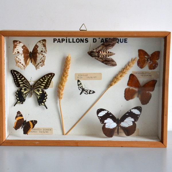 Vintage Butterfly Frame, set of 7 authentic butterflies from Africa.