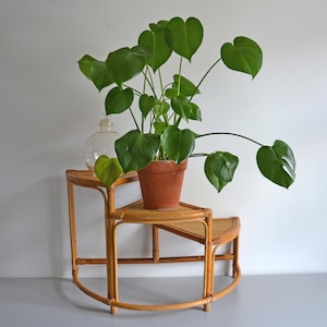 Può includere: Una pianta di Monstera in vaso con grandi foglie verdi a forma di cuore è appoggiata su un portapiante in bambù a più livelli. Un vaso di vetro trasparente è anche sul supporto. Il supporto ha una base curva.
