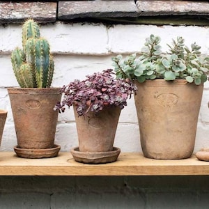 May include: Three terracotta plant pots on a wooden shelf. The pots contain a cactus, a plant with purple leaves, and a plant with green leaves. The pots have a weathered look and are set against a white brick wall.