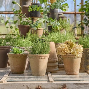 Könnte beinhalten: Eine Sammlung von Terrakotta-Töpfen, gefüllt mit verschiedenen Pflanzen und Blumen. Die Töpfe stehen auf einer Holzoberfläche, mit einem Gewächshaus im Hintergrund. Die Pflanzen umfassen Sukkulenten, Kräuter und getrocknete Hortensien, was eine rustikale Ästhetik erzeugt.