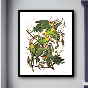 Carolina Parrot Bird, Colorful Parrot, Audubon prints, Audubon posters, Audubon birds, Carolina Parakeet Bird Art, Parrot Poster Art Work