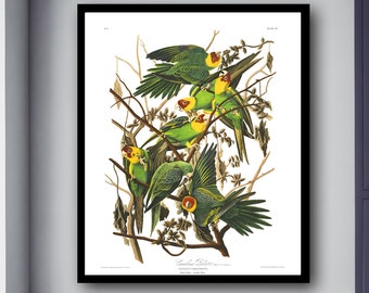 Carolina Parrot Bird, Colorful Parrot, Audubon prints, Audubon posters, Audubon birds, Carolina Parakeet Bird Art, Parrot Poster Art Work