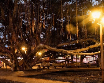 Lahaina, Hawaii Banyan Tree by Dan Merkel Photography Print Poster Canvas or Paper Historical Nature Photography Wildlife Photos Kauai Maui
