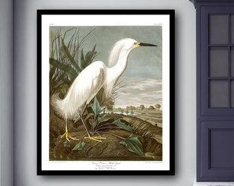 Snowy Heron Bird Print, Audubon Birds vintage illustrations book page Prints, Nautical Living Room vintage art Audubon Bird Posters