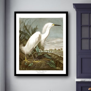Snowy Heron Bird Print, Audubon Birds ilustraciones vintage libro página Impresiones, Náutica sala de estar vintage arte Audubon Bird Posters
