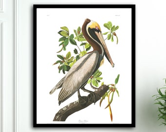 Brown Pelican Bird Print, Audubon Birds vintage illustrations book page Prints, Nautical Living Room vintage art, Audubon Bird Posters