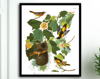 Baltimore Oriole, Oriole, Baltimore Oriole Bird, Audubon Art, Audubon prints, Audubon posters, Audubon birds, Oriole Bird Art, Baltimore