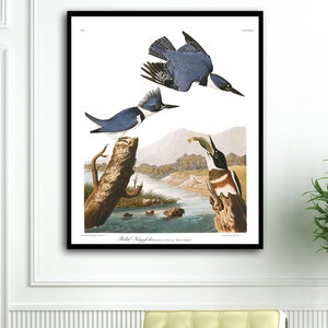 Cinturón Kingfisher Bird Print, Audubon Birds ilustraciones vintage libro página Impresiones, Náutica sala de estar arte vintage, Audubon Bird Posters