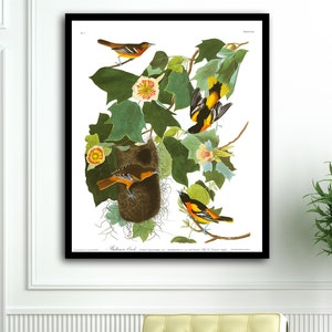 Baltimore Oriole, Oriole, Baltimore Oriole Bird, Audubon Art, Audubon prints, Audubon posters, Audubon birds, Oriole Bird Art, Baltimore