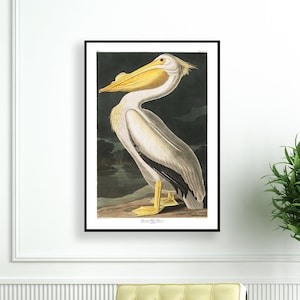 Vintage Audubon American Pelican, Bird Print, Giclee, Art Print, Poster, Beach Art, Coastal Art, Audubon Bird Prints, Illustration, Sea Bird