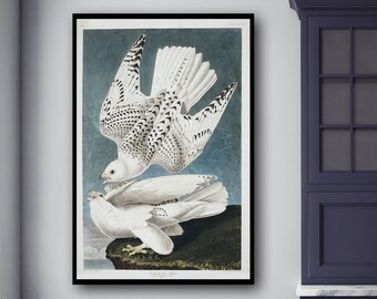 Iceland Falcon Bird Print, Audubon Birds illustrazioni vintage pagina libro Stampe, Salone Nautico arte vintage Audubon Bird Poster