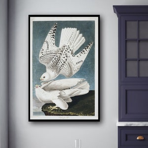 Island Falke Vogel Druck, Audubon Vögel Vintage Illustrationen Buch Seite Drucke, Maritime Wohnzimmer Vintage Kunst Audubon Vogel Poster